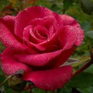 Meet your Posher, Galia